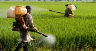 pesticides senegal